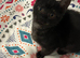 1 Black kitten  ready for her new homes