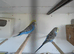 BLACK CHEEK ZEBR FINCH PAIR , PAIR GREEN BUDGIE £50 BLUE £25 EACH