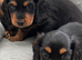 Longhair Miniature Dachshund