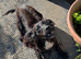 Black KC working cocker spaniel