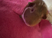 Smooth Tri colour guinea pig boar