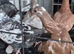 Coloured racing pigeons