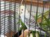 Young budgies