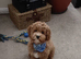 Teddy bear cavapoo