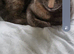 FEMALE TORTOSHELL