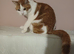 Male cat
