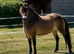 Exmoor mare for sale