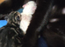 4 beautifull kittens for sale