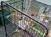 mixed birds for sale coventry