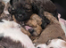 5 star ️ Toy shihpoo puppies