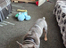Male French Bulldog