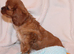 Gorgeous Cavalier King Charles Spaniel