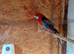 Rosella's for sale