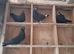 English high fly pigeons for sale