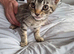 8 week old female kittens