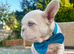 Blue eyed Fluffy/standard pink frenchies