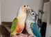 Adorable fully hand reared baby conures