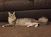 Adult Maine-coon for sale