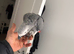 Baby African grey eight months old