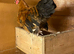 Bantam cockerel