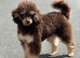 Chocolate Phantom Toy Poodle For Stud