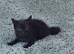 Black female kitten for sale