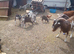 Goat kids for sale