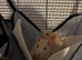 2 beautiful male rats looking for their forever home