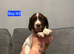 Gorgeous English Springer Spaniel Puppies 2x boys left