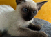 Female Siamese kitten