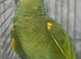 MALE BLUE FRONT AMAZON