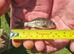 Common/mirror carp