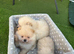 Stunning Cream & Wolf Sable Male Pomeranian Puppies