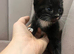 Lovely kittens ready for their forever home 14/06/25