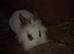 Trio of female bunnies