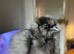 USA silkies