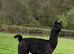 Beautiful Pet Females Available