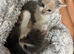 4 pretty kittens