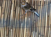 Goldfinch mule
