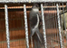 White face male cockatiel