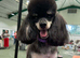 Stunning proven phantom fullpoodle stud