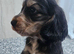 1 Girl and 1 Boy left Show Cocker Spaniel Puppies