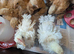 Chicks - Smooth and Frizzle