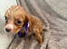 Working cocker spaniel
