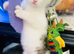 8 week old, playful, handsome white and tabby