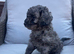 One beautiful little Cavapoo girl remaining