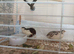 Tiny BUTTON QUAIL Tuxedo Pied Male and Pretty Pied Female and lovely wild beige colour Female £35 the group