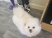Rehoming my two beautiful Pomeranians girls