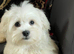 Maltese puppy 3 months male