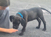 Labx staff puppy